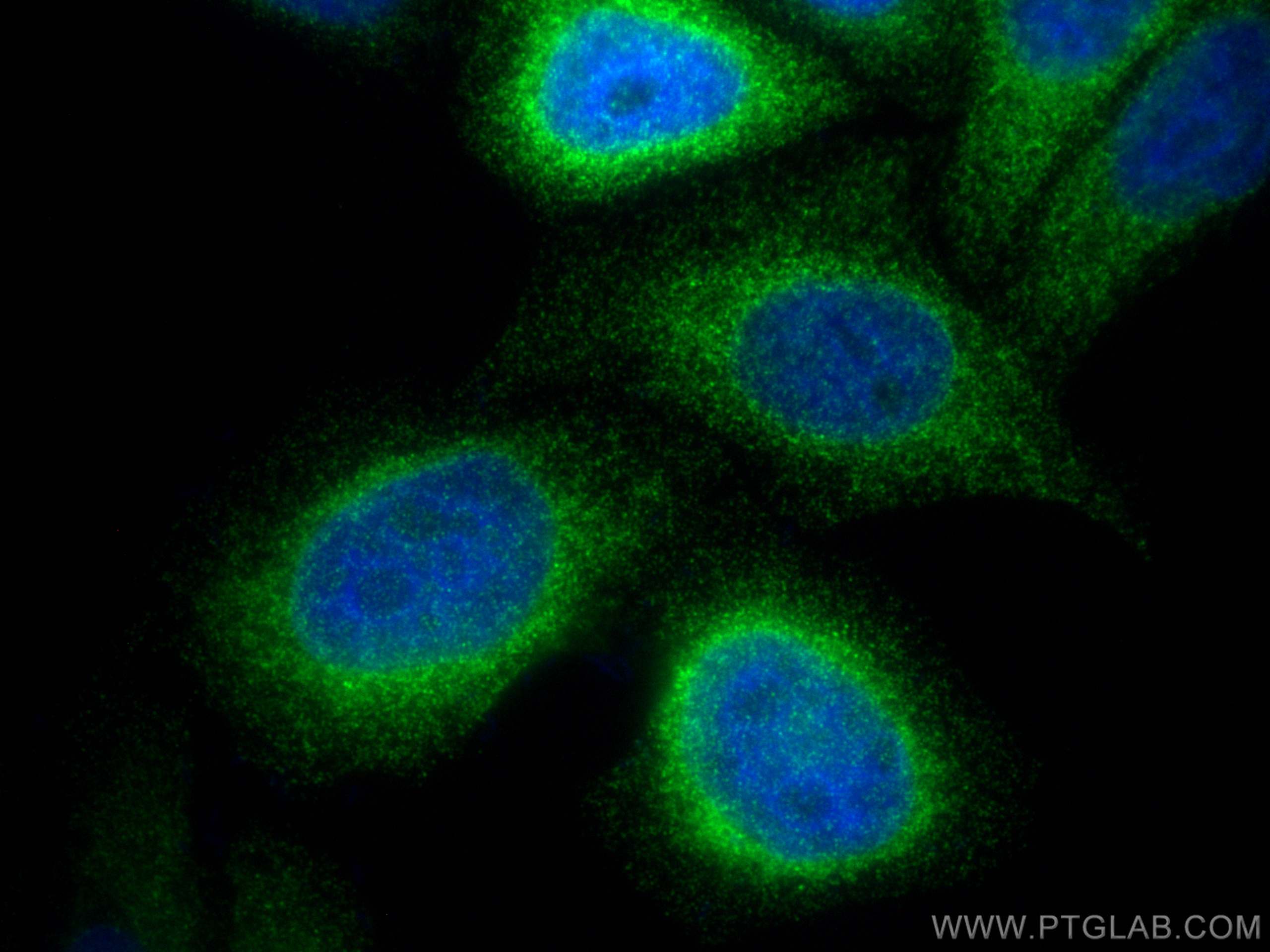 Immunofluorescence (IF) / fluorescent staining of HepG2 cells using FDFT1 Recombinant antibody (83020-1-RR)