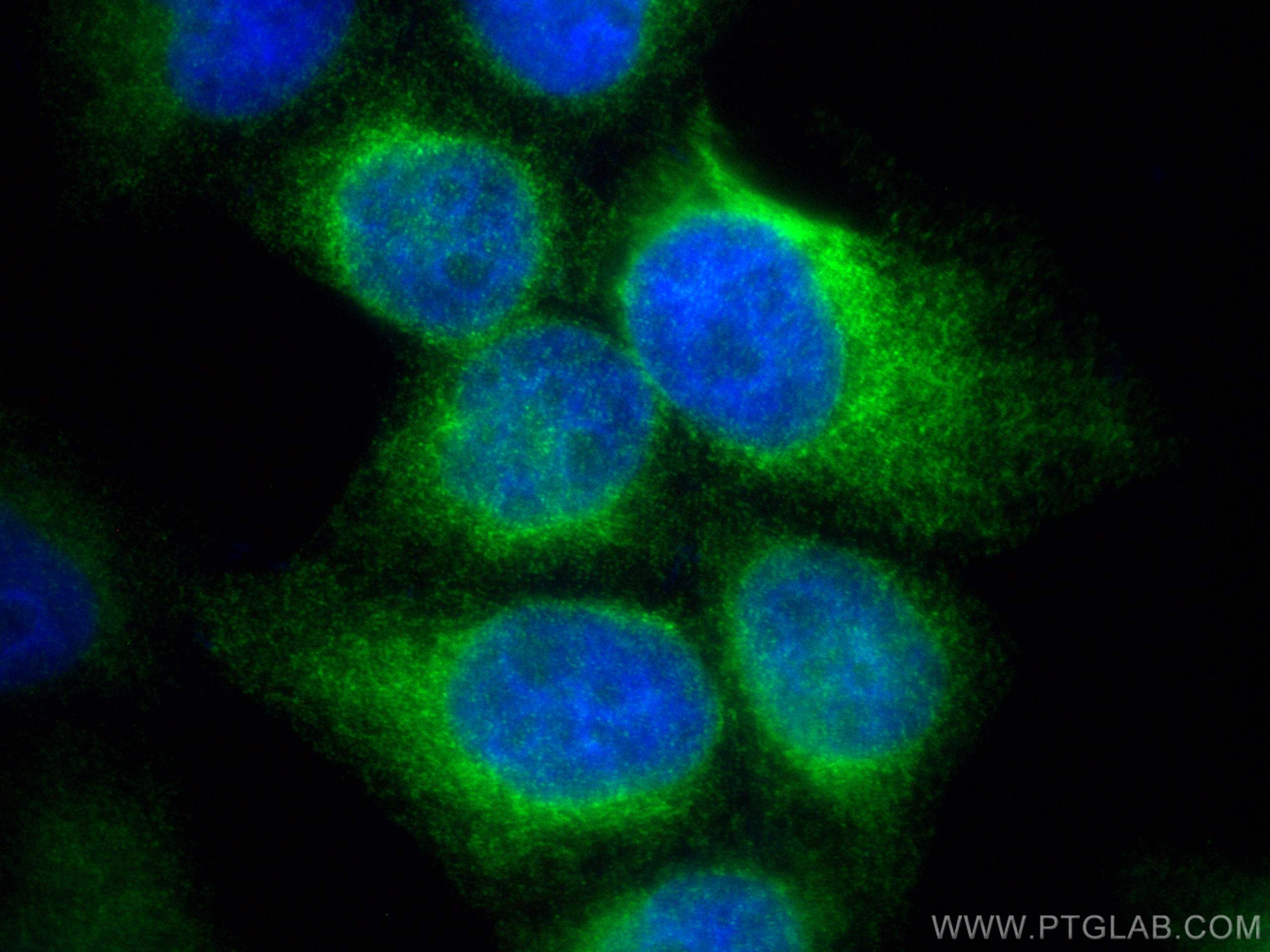 Immunofluorescence (IF) / fluorescent staining of L02 cells using FDFT1 Recombinant antibody (83020-1-RR)