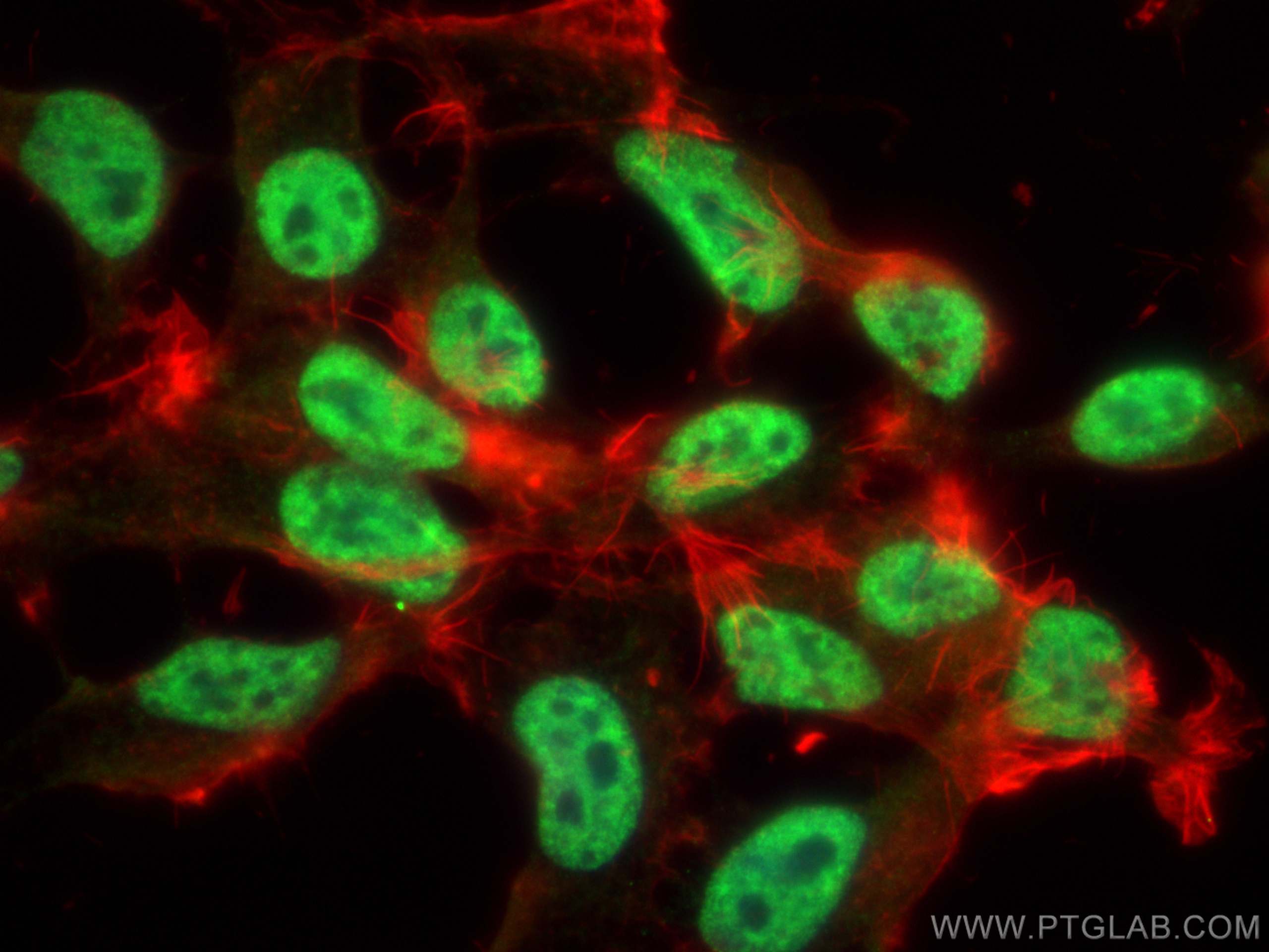 Immunofluorescence (IF) / fluorescent staining of HEK-293 cells using SR140 Polyclonal antibody (21399-1-AP)