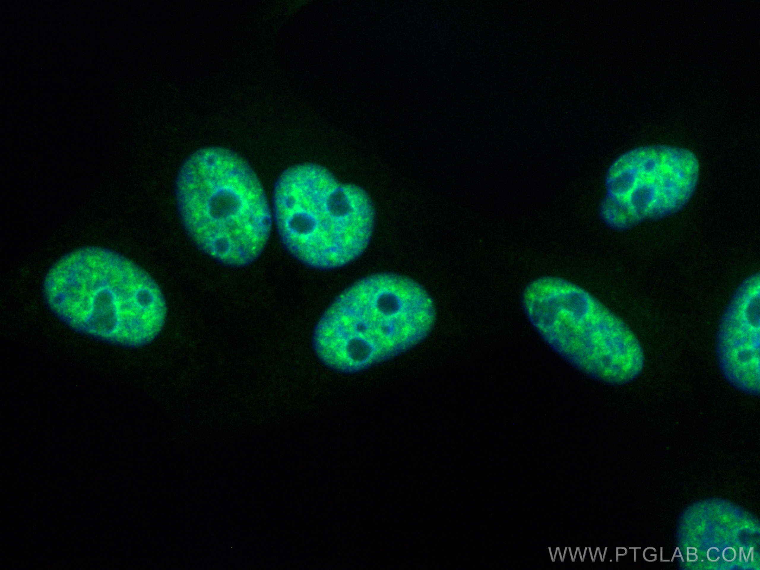 Immunofluorescence (IF) / fluorescent staining of HepG2 cells using CoraLite® Plus 488-conjugated SR140 Polyclonal ant (CL488-21399)