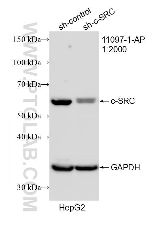 Western Blot (WB) analysis of HepG2 cells using c-SRC Polyclonal antibody (11097-1-AP)