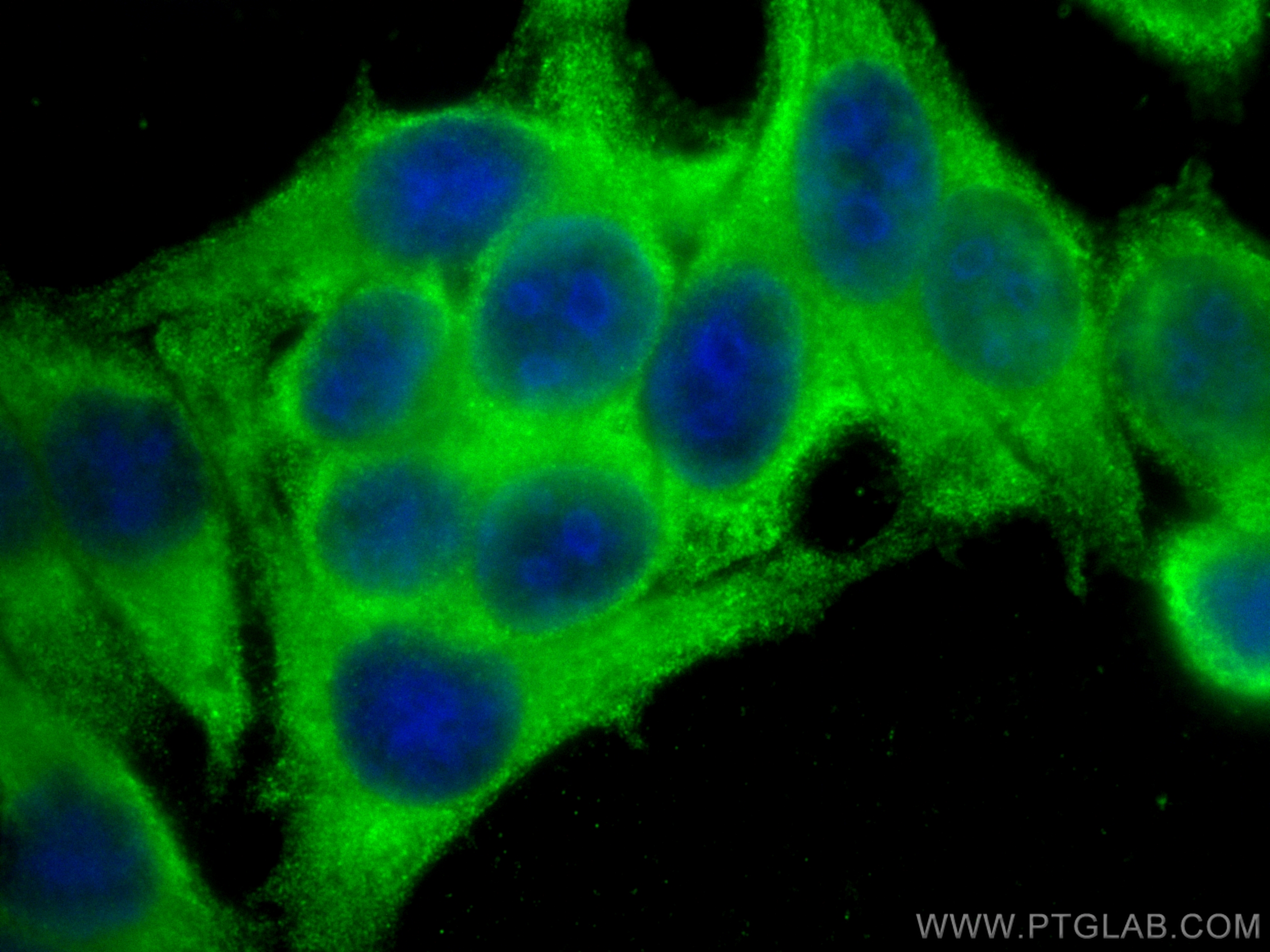 Immunofluorescence (IF) / fluorescent staining of HepG2 cells using SREBF1 Monoclonal antibody (66875-1-Ig)