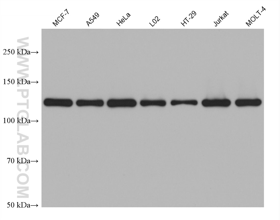 Western Blot (WB) analysis of various lysates using SREBF1 Monoclonal antibody (66875-1-Ig)