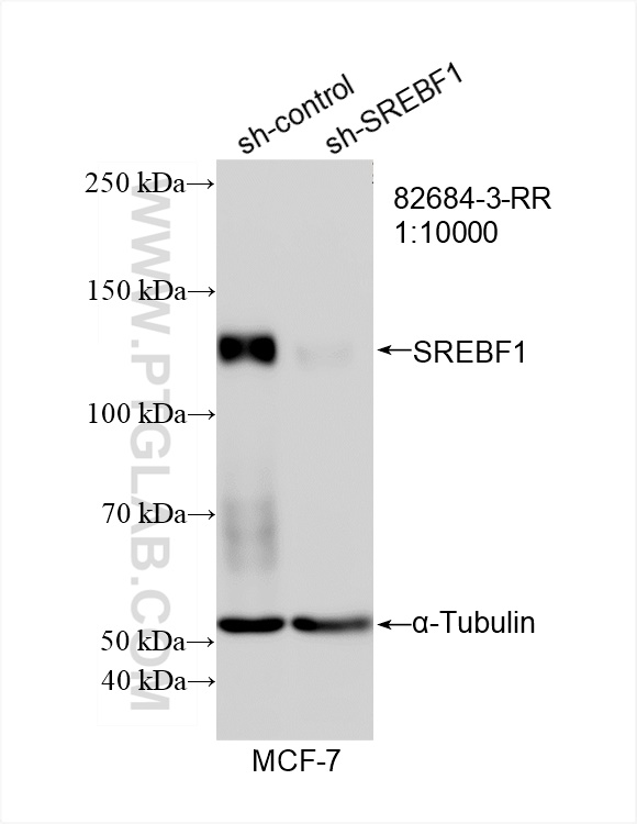 Western Blot (WB) analysis of MCF-7 cells using SREBF1 Recombinant antibody (82684-3-RR)