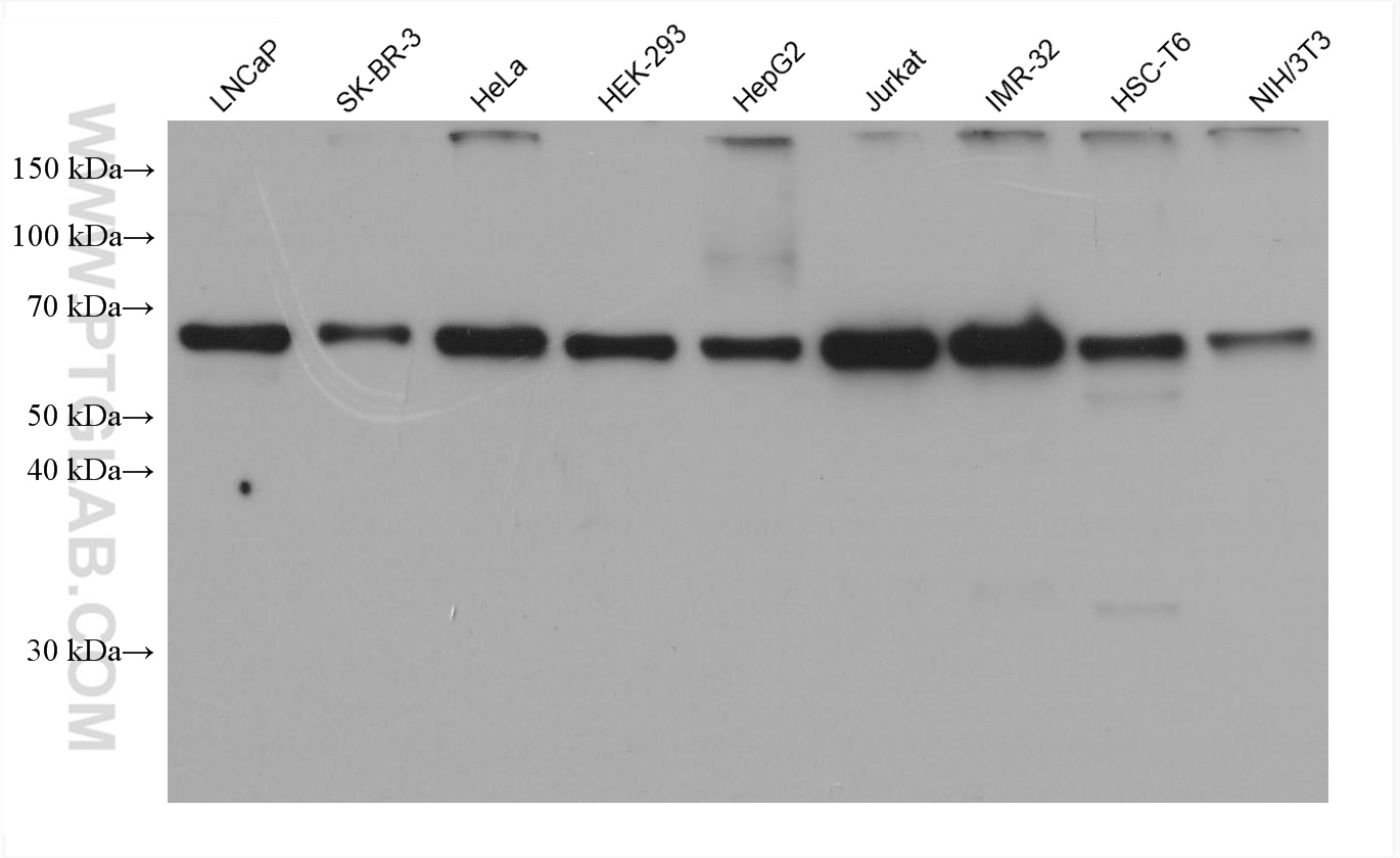 Western Blot (WB) analysis of various lysates using SRF Monoclonal antibody (66742-1-Ig)