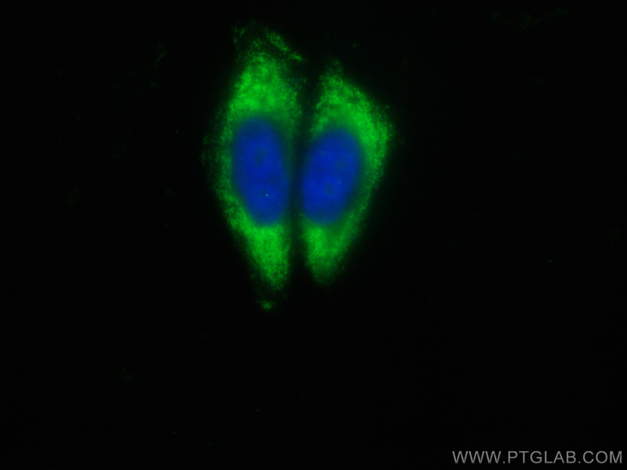 Immunofluorescence (IF) / fluorescent staining of HepG2 cells using CoraLite® Plus 488-conjugated SRI Polyclonal antib (CL488-16471)