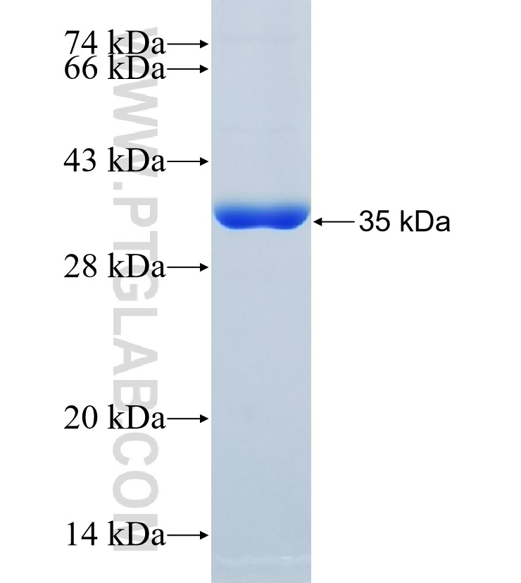 SRM fusion protein Ag33919 SDS-PAGE