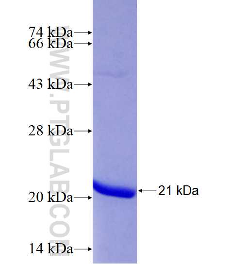 SRP14 fusion protein Ag29282 SDS-PAGE