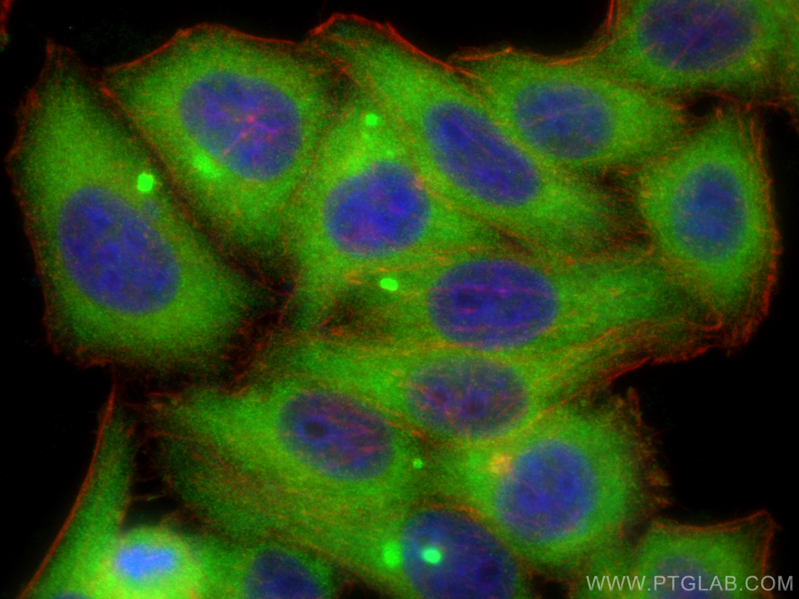 Immunofluorescence (IF) / fluorescent staining of HepG2 cells using SRP54 Polyclonal antibody (11729-1-AP)