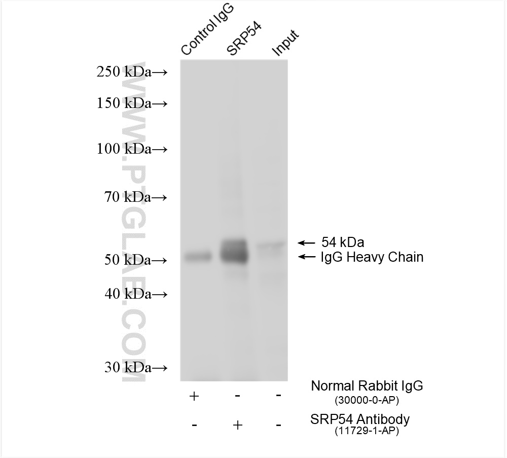 Immunoprecipitation (IP) experiment of human placenta tissue using SRP54 Polyclonal antibody (11729-1-AP)