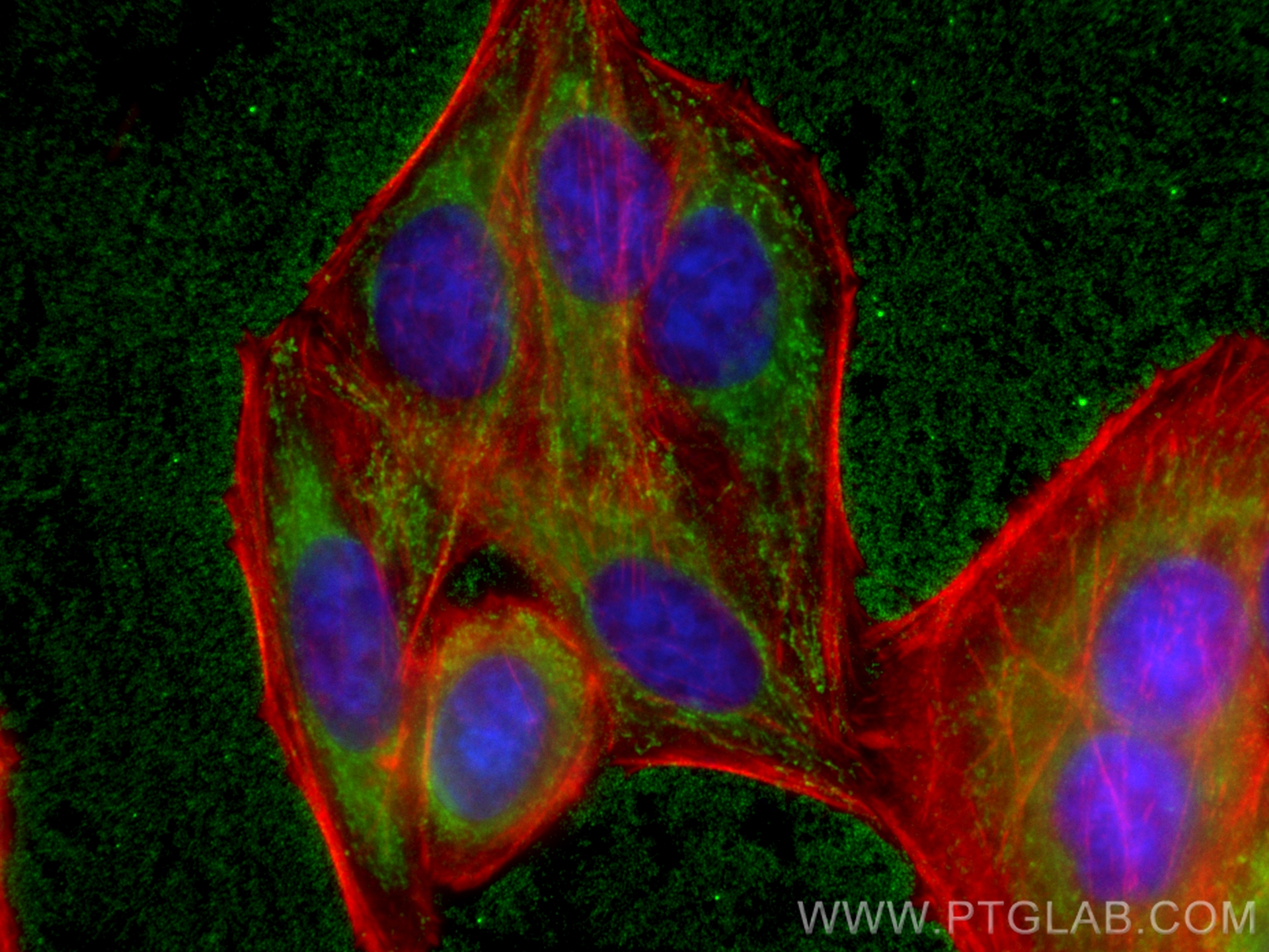 Immunofluorescence (IF) / fluorescent staining of HepG2 cells using SRP54 Monoclonal antibody (67005-1-Ig)