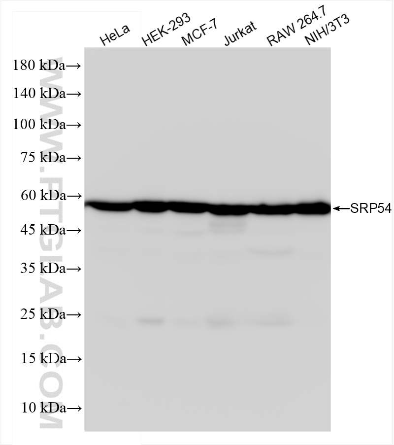 Western Blot (WB) analysis of various lysates using SRP54 Recombinant antibody (84014-5-RR)