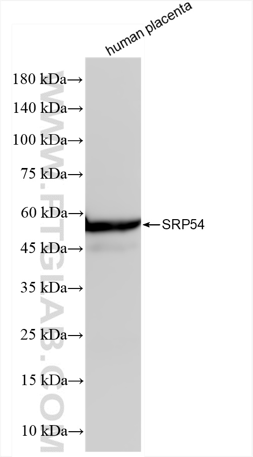 Western Blot (WB) analysis of human placenta tissue using SRP54 Recombinant antibody (84014-5-RR)