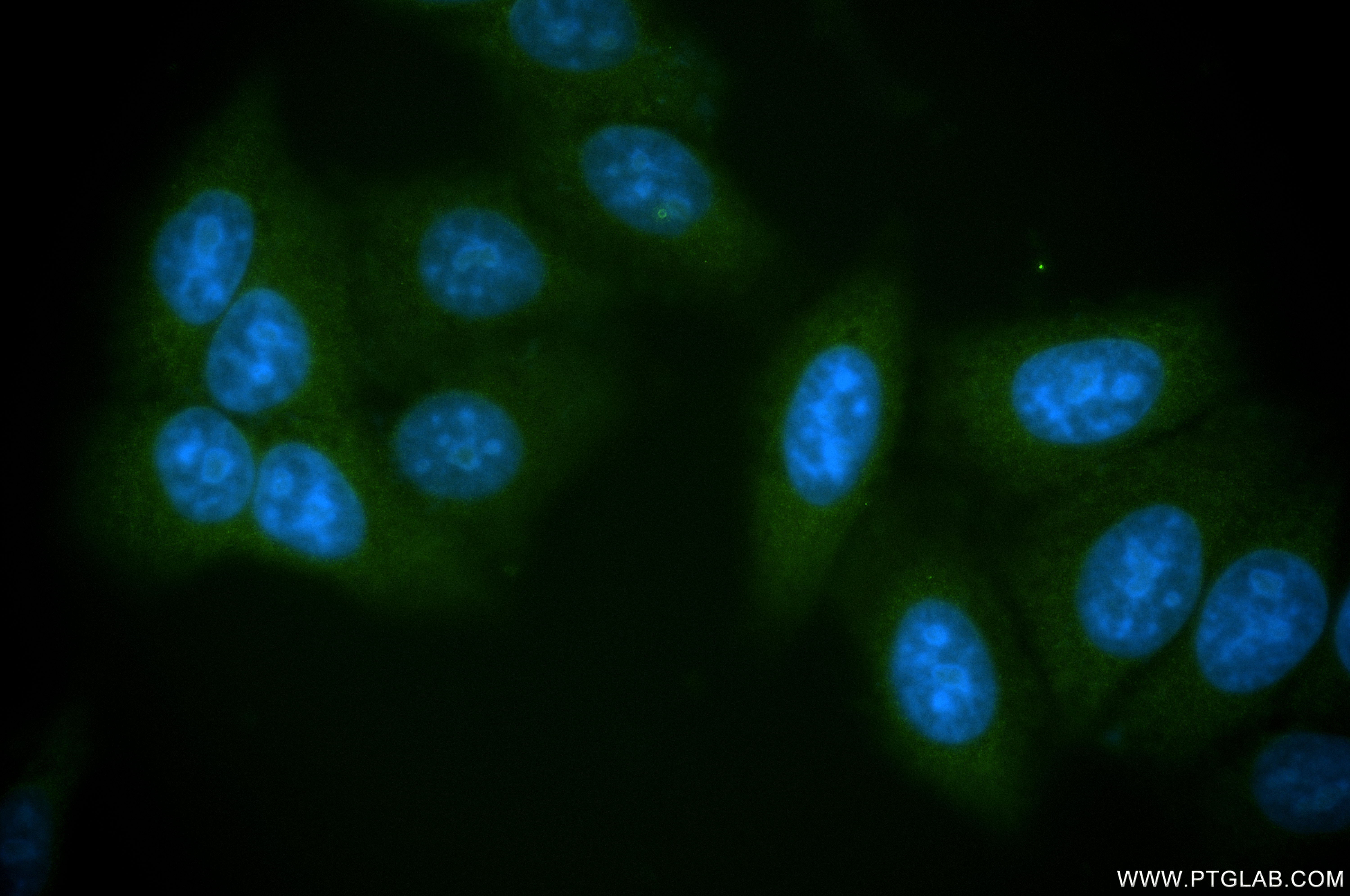 Immunofluorescence (IF) / fluorescent staining of HepG2 cells using SRP54 Recombinant antibody (84014-6-RR)