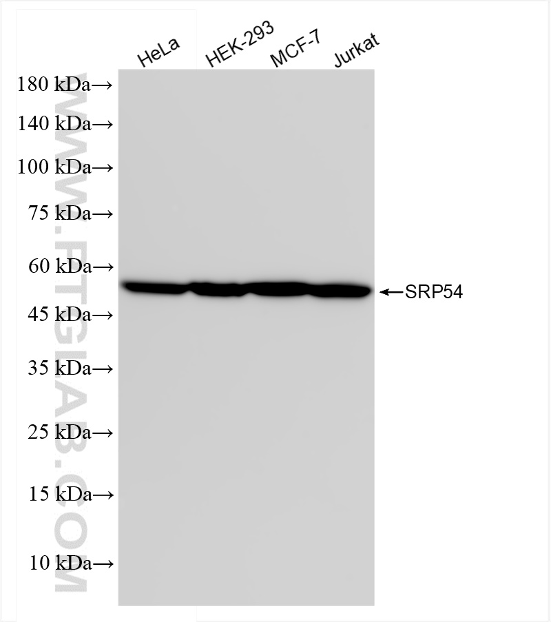 Western Blot (WB) analysis of various lysates using SRP54 Recombinant antibody (84014-6-RR)