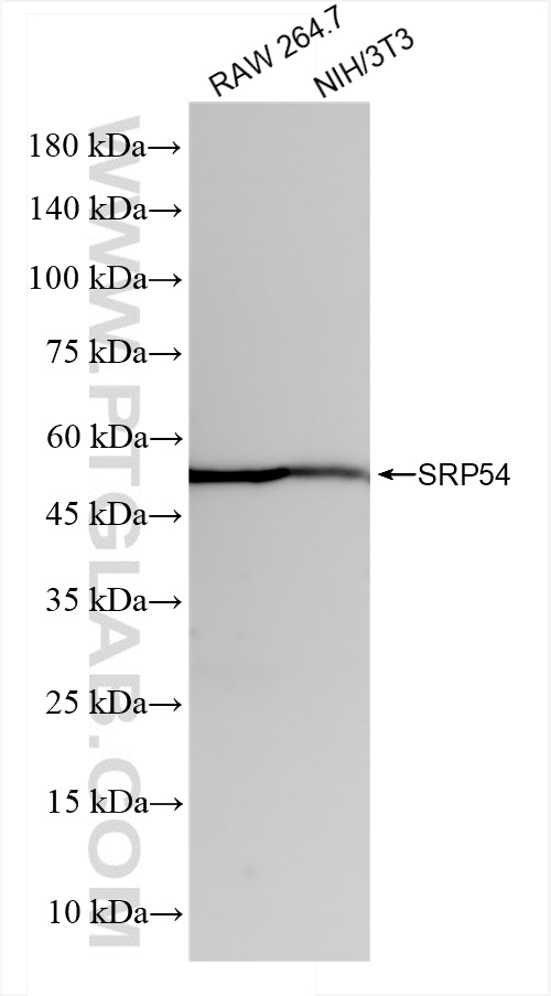 Western Blot (WB) analysis of various lysates using SRP54 Recombinant antibody (84014-6-RR)