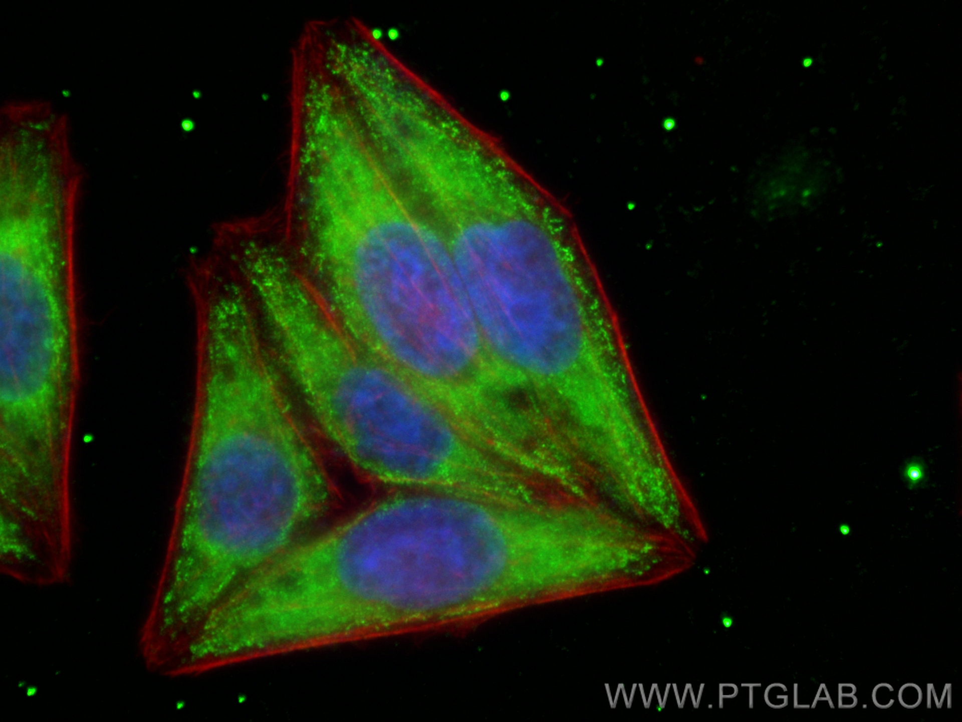 Immunofluorescence (IF) / fluorescent staining of HepG2 cells using CoraLite® Plus 488-conjugated SRP54 Monoclonal ant (CL488-67005)