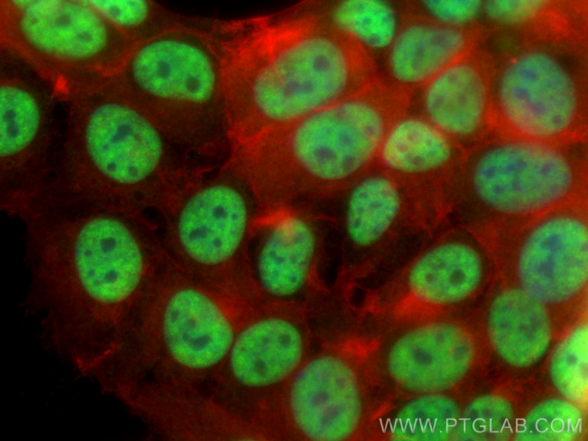 Immunofluorescence (IF) / fluorescent staining of MCF-7 cells using SRRT Polyclonal antibody (20353-1-AP)