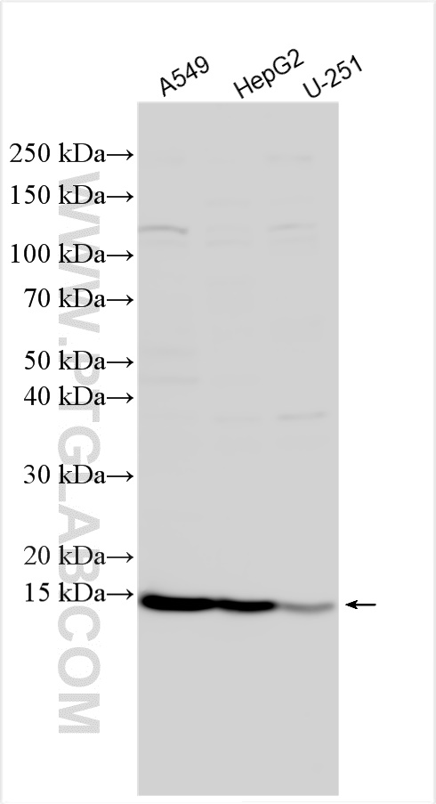 Western Blot (WB) analysis of various lysates using SRX1 Polyclonal antibody (14273-1-AP)