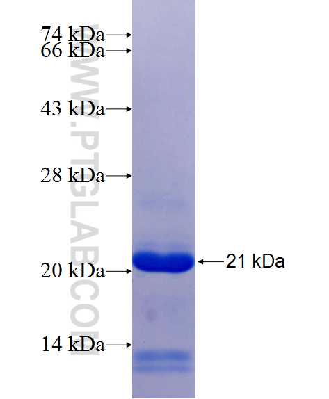 SSH1 fusion protein Ag24586 SDS-PAGE