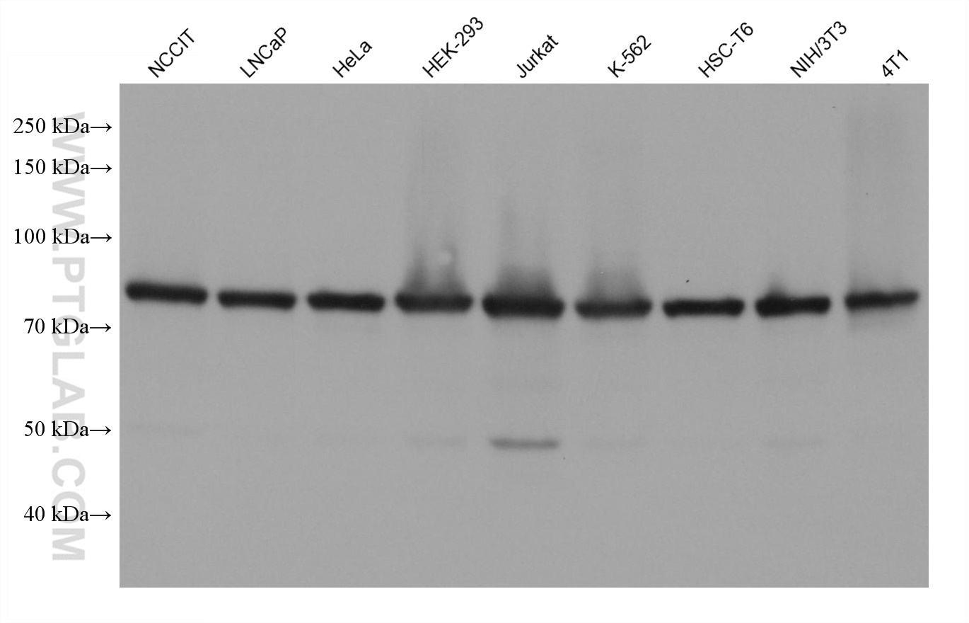 Western Blot (WB) analysis of various lysates using SSRP1 Monoclonal antibody (67313-1-Ig)