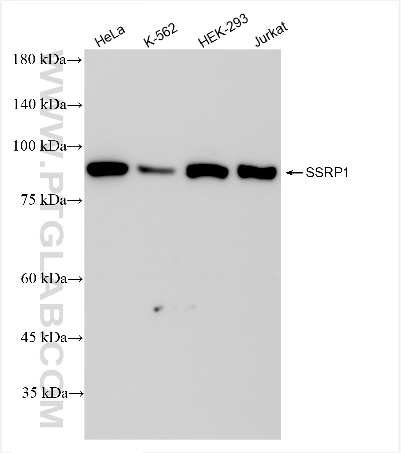 Western Blot (WB) analysis of various lysates using SSRP1 Recombinant antibody (84673-5-RR)