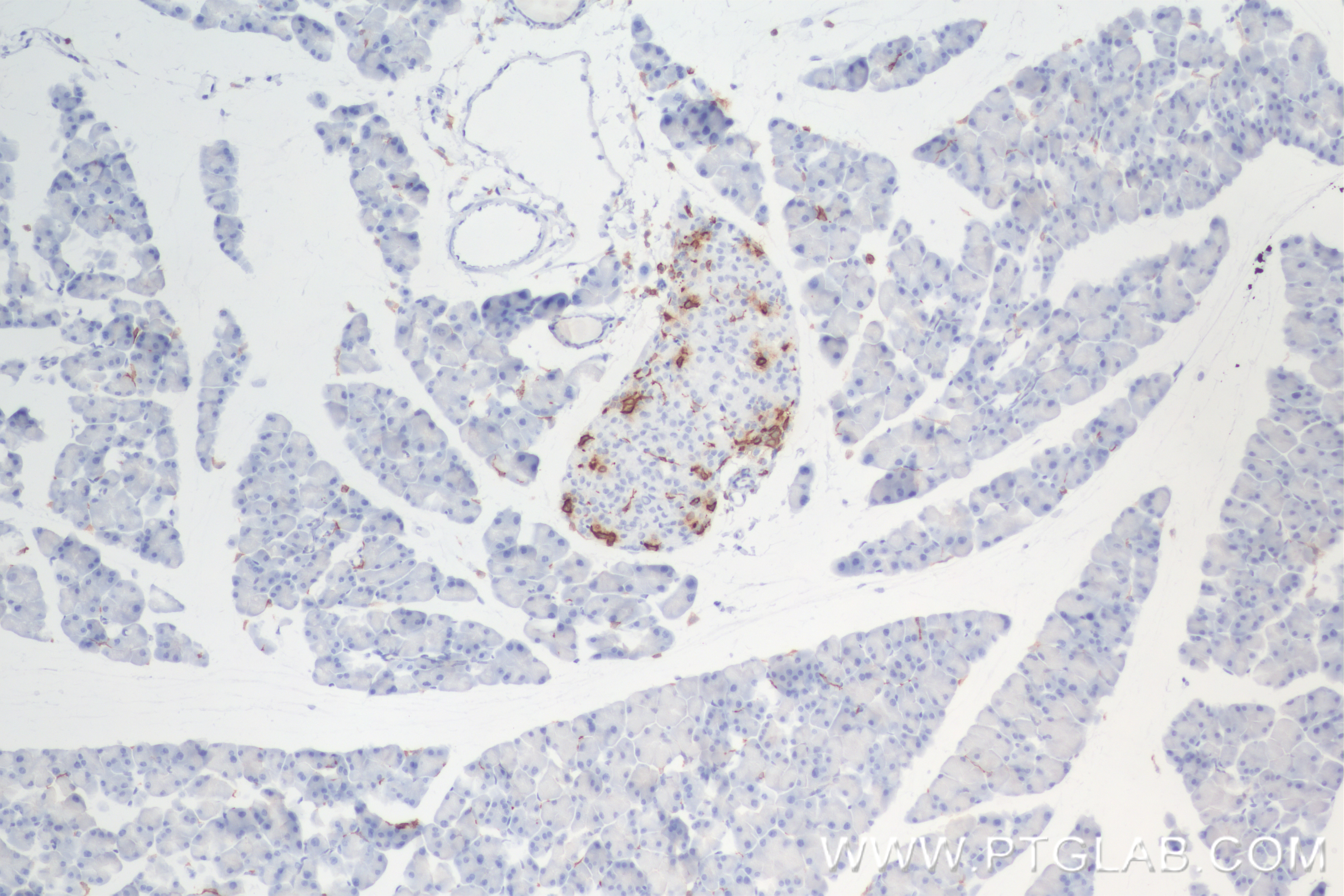 Immunohistochemistry (IHC) staining of mouse pancreas tissue using Somatostatin Recombinant antibody, PBS Only (84351-1-PBS)