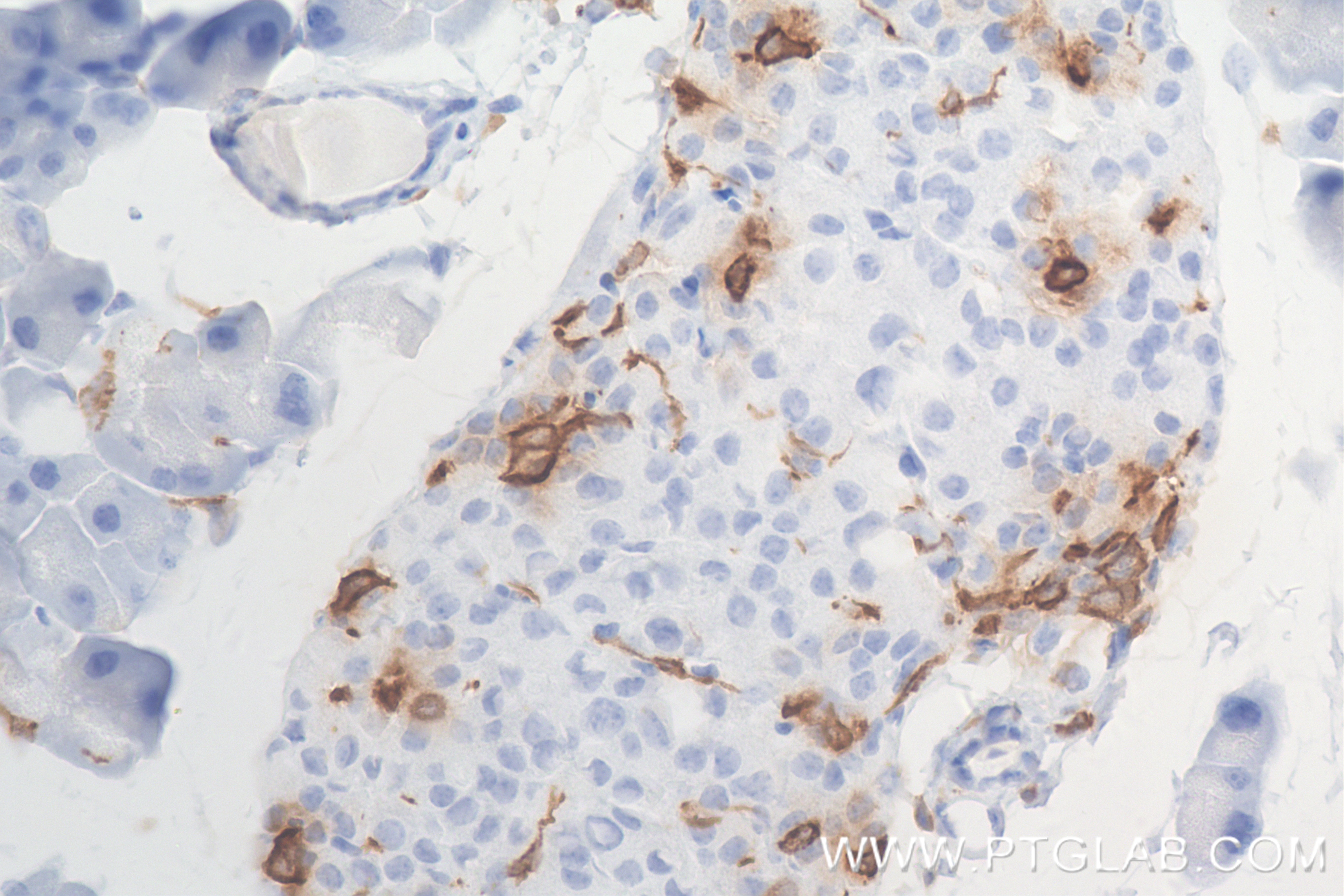 Immunohistochemistry (IHC) staining of mouse pancreas tissue using Somatostatin Recombinant antibody, PBS Only (84351-1-PBS)