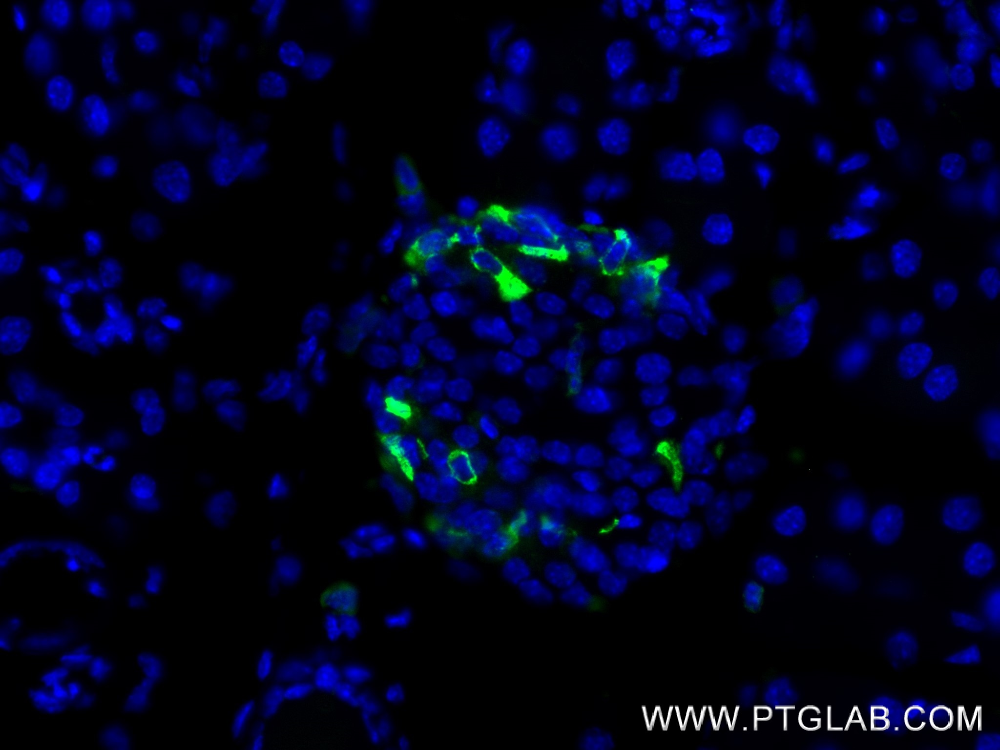 Immunofluorescence (IF) / fluorescent staining of mouse pancreas tissue using Somatostatin Recombinant antibody (84351-1-RR)