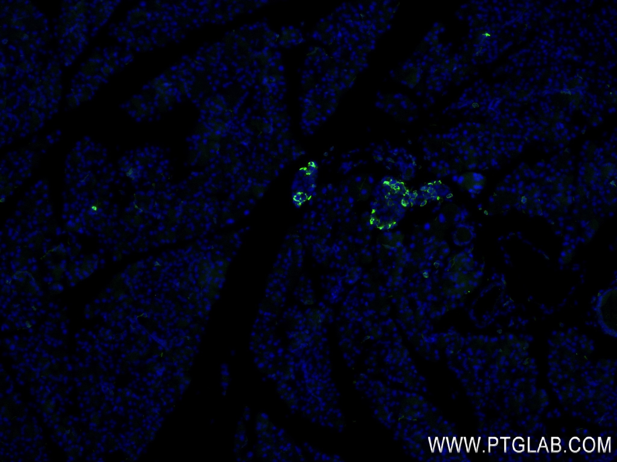 Immunofluorescence (IF) / fluorescent staining of mouse pancreas tissue using Somatostatin Recombinant antibody (84351-1-RR)