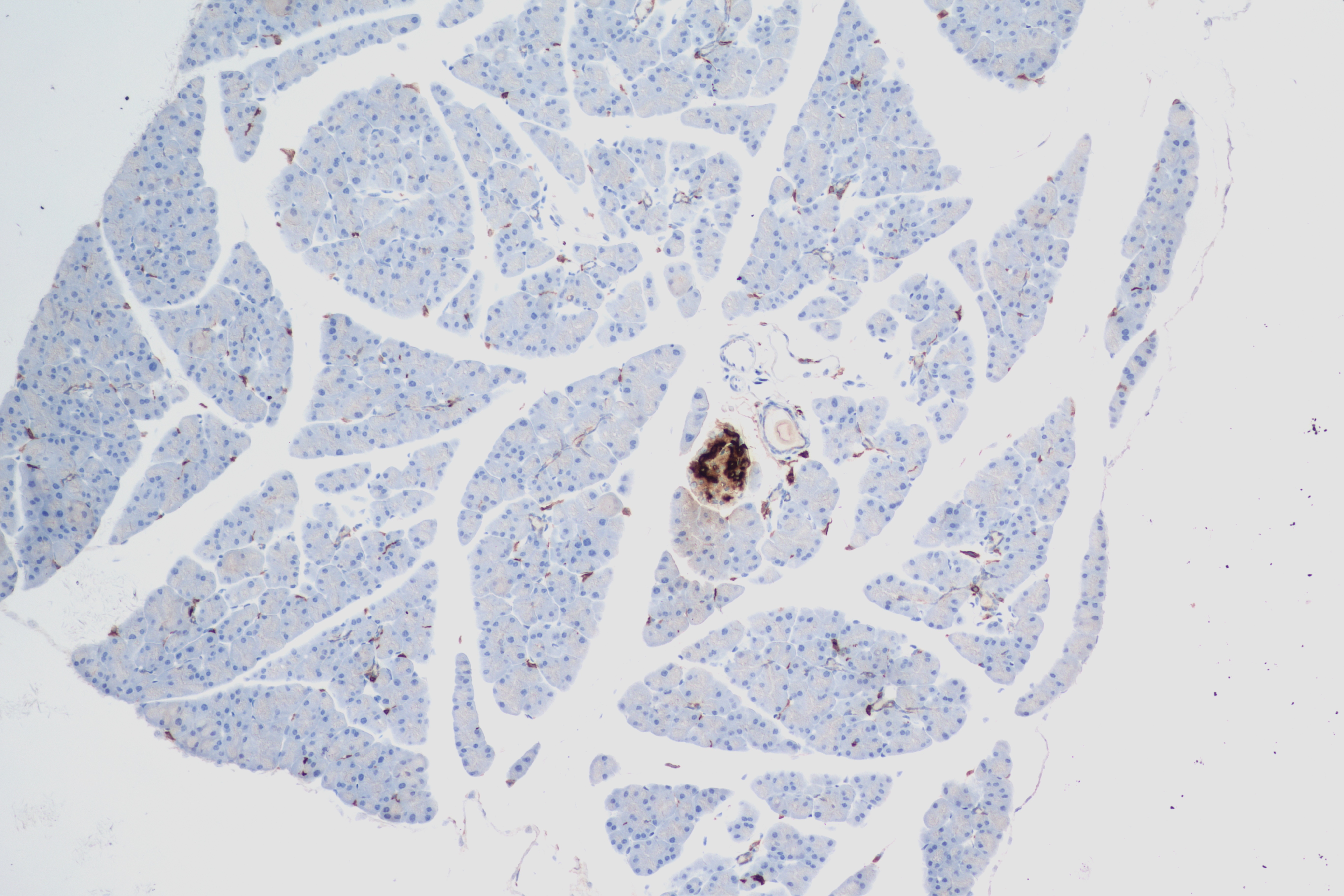 Immunohistochemistry (IHC) staining of mouse pancreas tissue using Somatostatin Recombinant antibody (84351-1-RR)