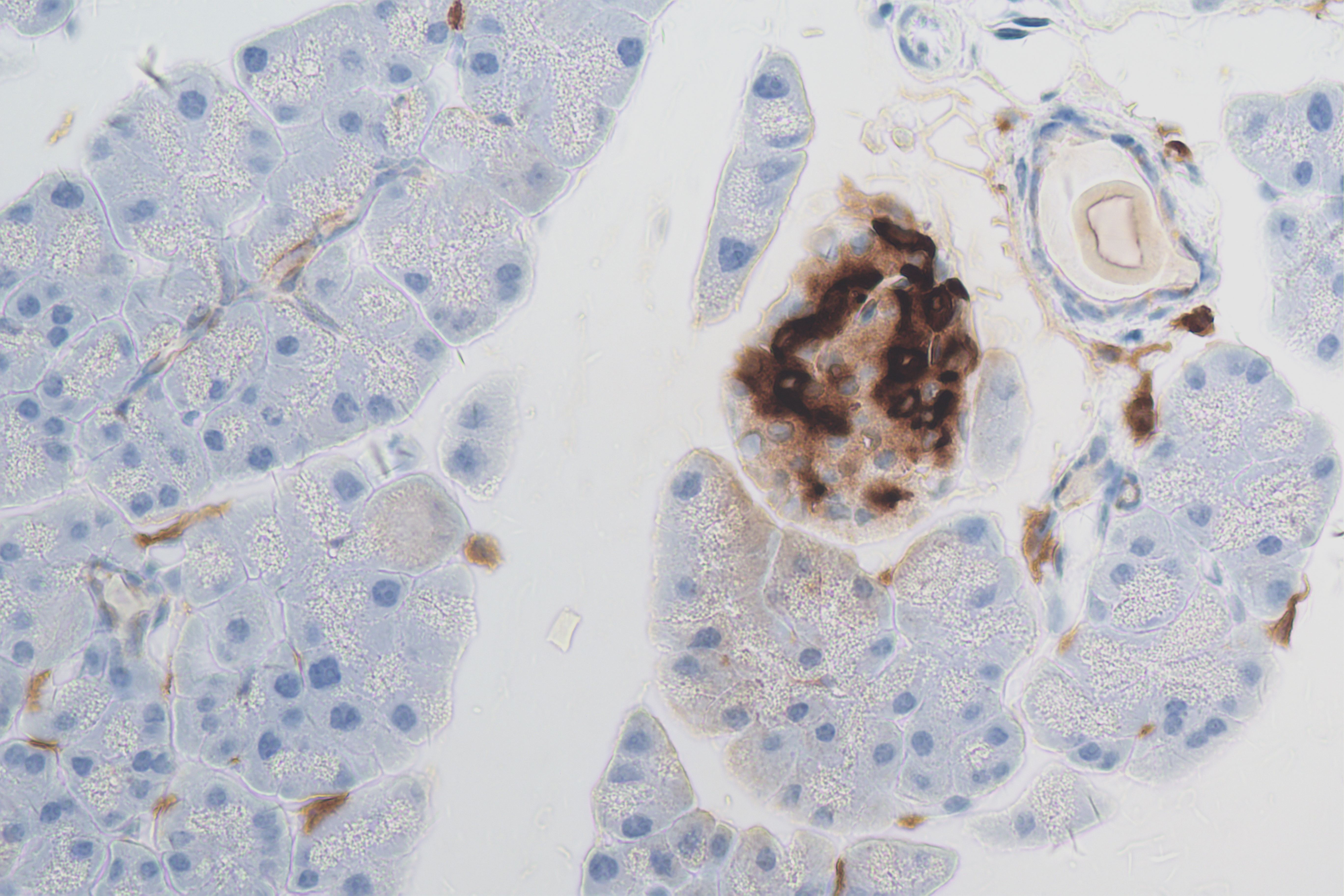 Immunohistochemistry (IHC) staining of mouse pancreas tissue using Somatostatin Recombinant antibody (84351-1-RR)