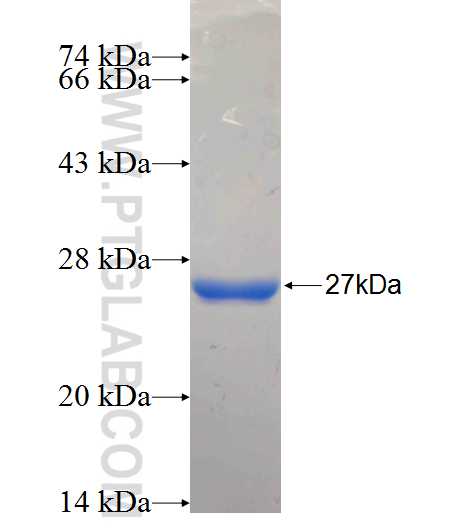 STAMBPL1 fusion protein Ag26317 SDS-PAGE