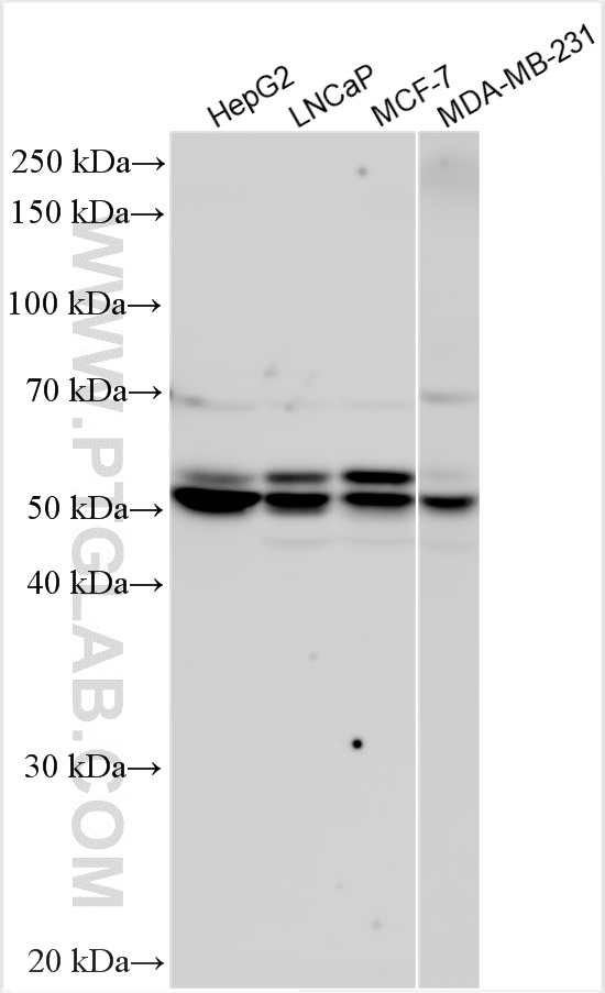 Western Blot (WB) analysis of various lysates using STAP2 Polyclonal antibody (30516-1-AP)