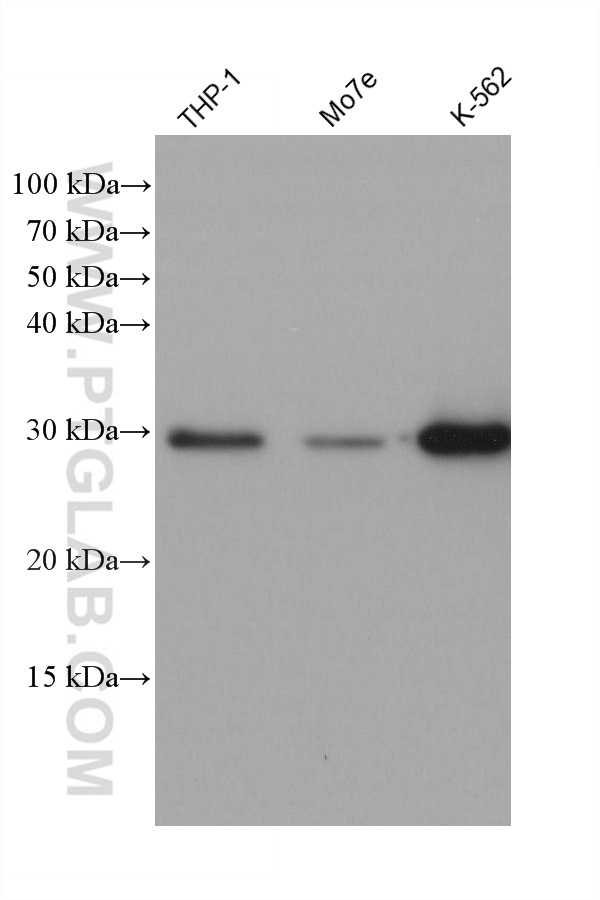 Western Blot (WB) analysis of various lysates using STAR Monoclonal antibody (67130-1-Ig)