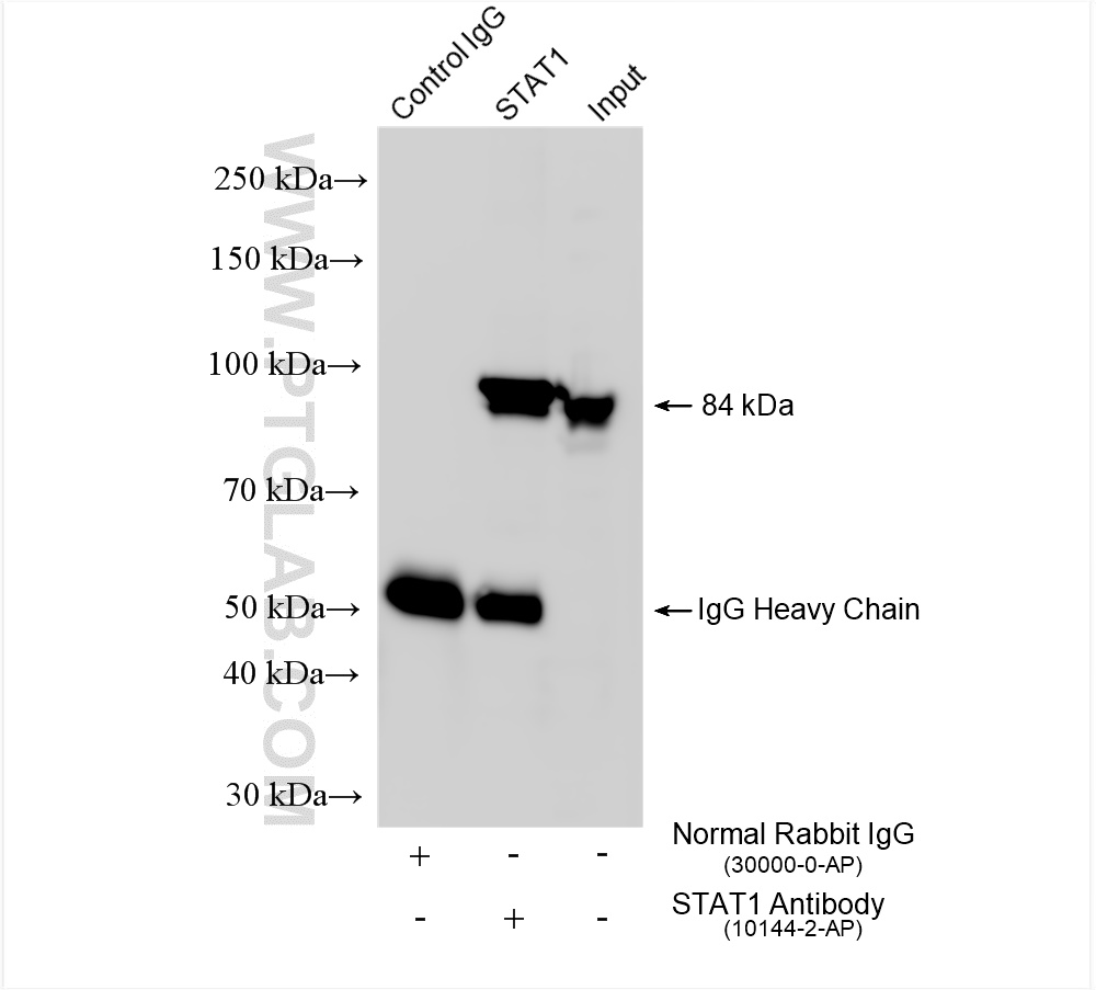 Immunoprecipitation (IP) experiment of PC-3 cells using STAT1 Polyclonal antibody (10144-2-AP)