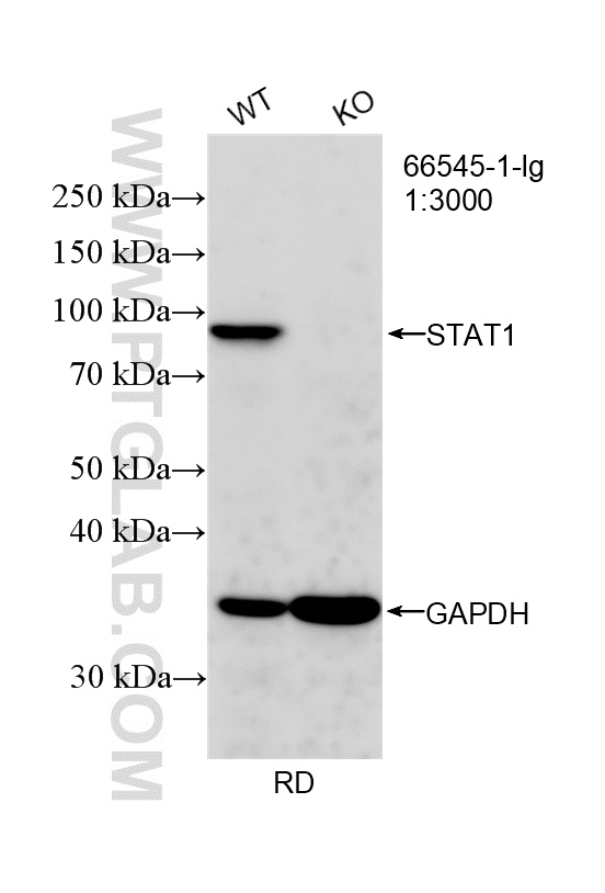 Western Blot (WB) analysis of RD cells using STAT1 Monoclonal antibody (66545-1-Ig)