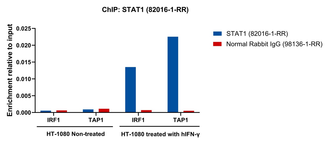 ChIP experiment of HT-1080 cells using STAT1 Recombinant antibody (82016-1-RR)