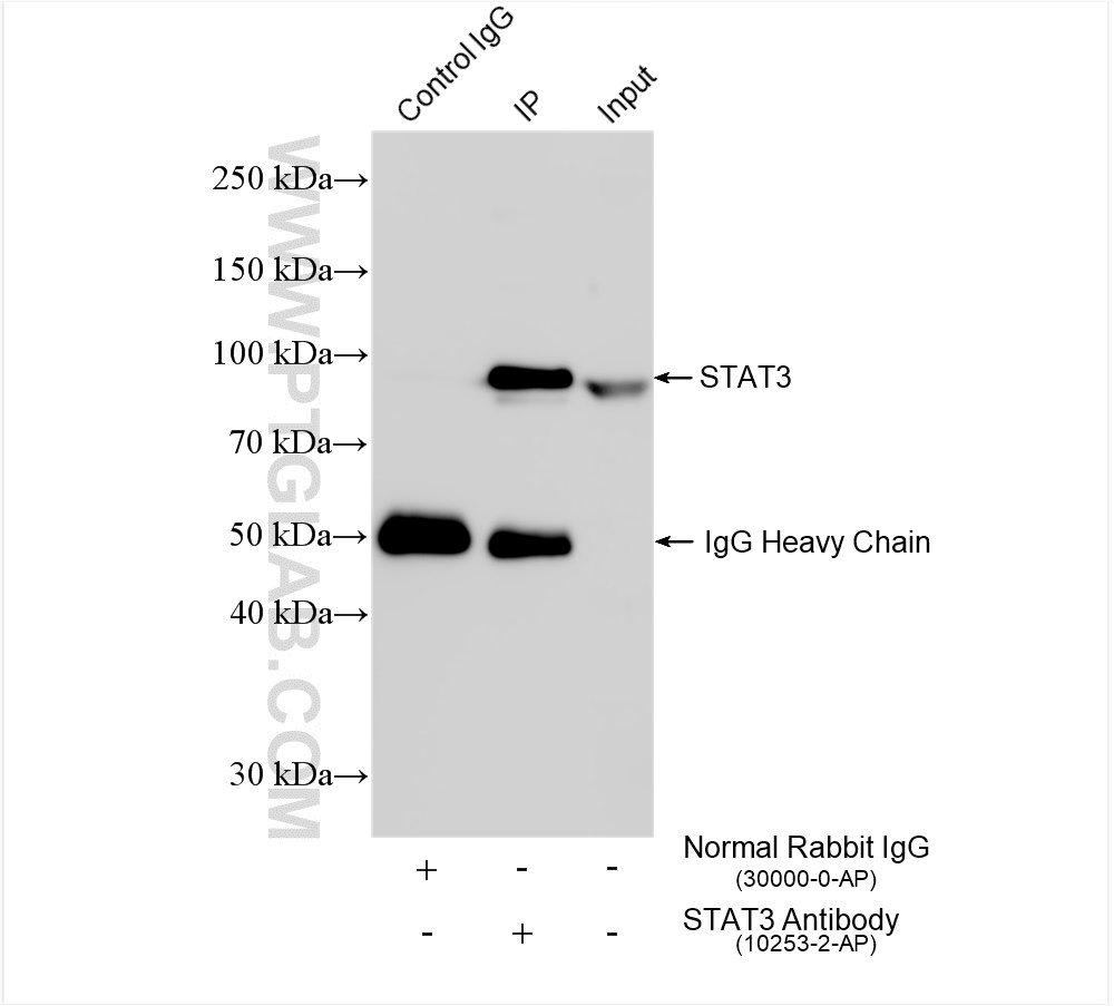 Immunoprecipitation (IP) experiment of HeLa cells using STAT3 Polyclonal antibody (10253-2-AP)