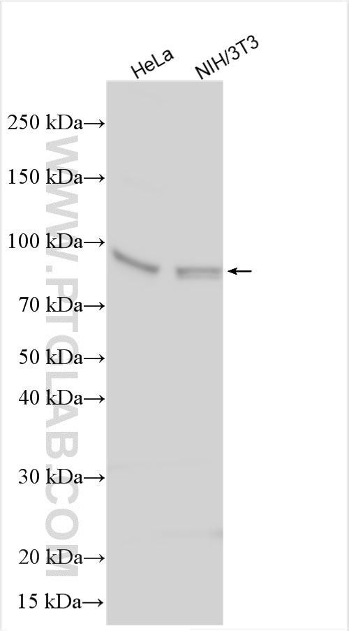 Western Blot (WB) analysis of various lysates using STAT3 Polyclonal antibody (10253-2-AP)