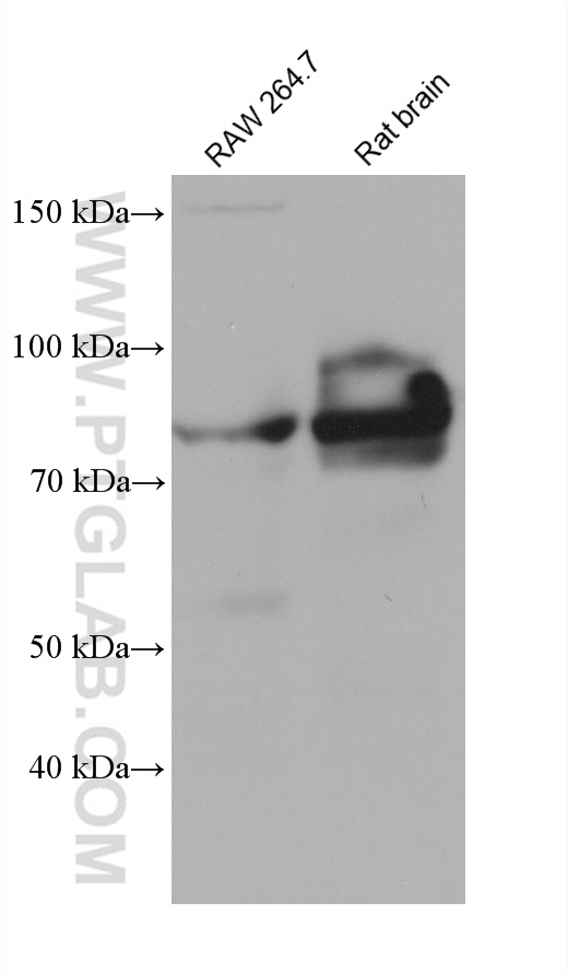 Western Blot (WB) analysis of RAW 264.7 cells using STAT3 Monoclonal antibody (60199-1-Ig)