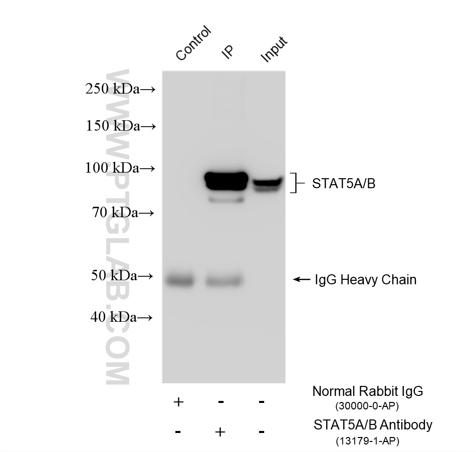 Immunoprecipitation (IP) experiment of K-562 cells using STAT5A/B Polyclonal antibody (13179-1-AP)