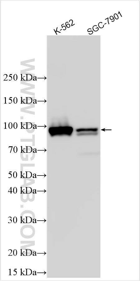 Western Blot (WB) analysis of various lysates using STAT5A/B Polyclonal antibody (13179-1-AP)