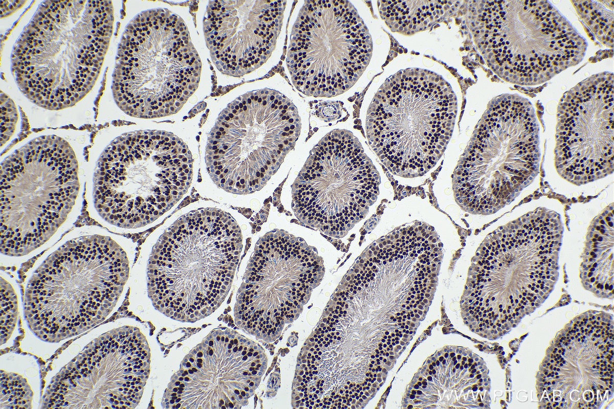 Immunohistochemistry (IHC) staining of rat testis tissue using STAT5A Monoclonal antibody (66459-1-Ig)