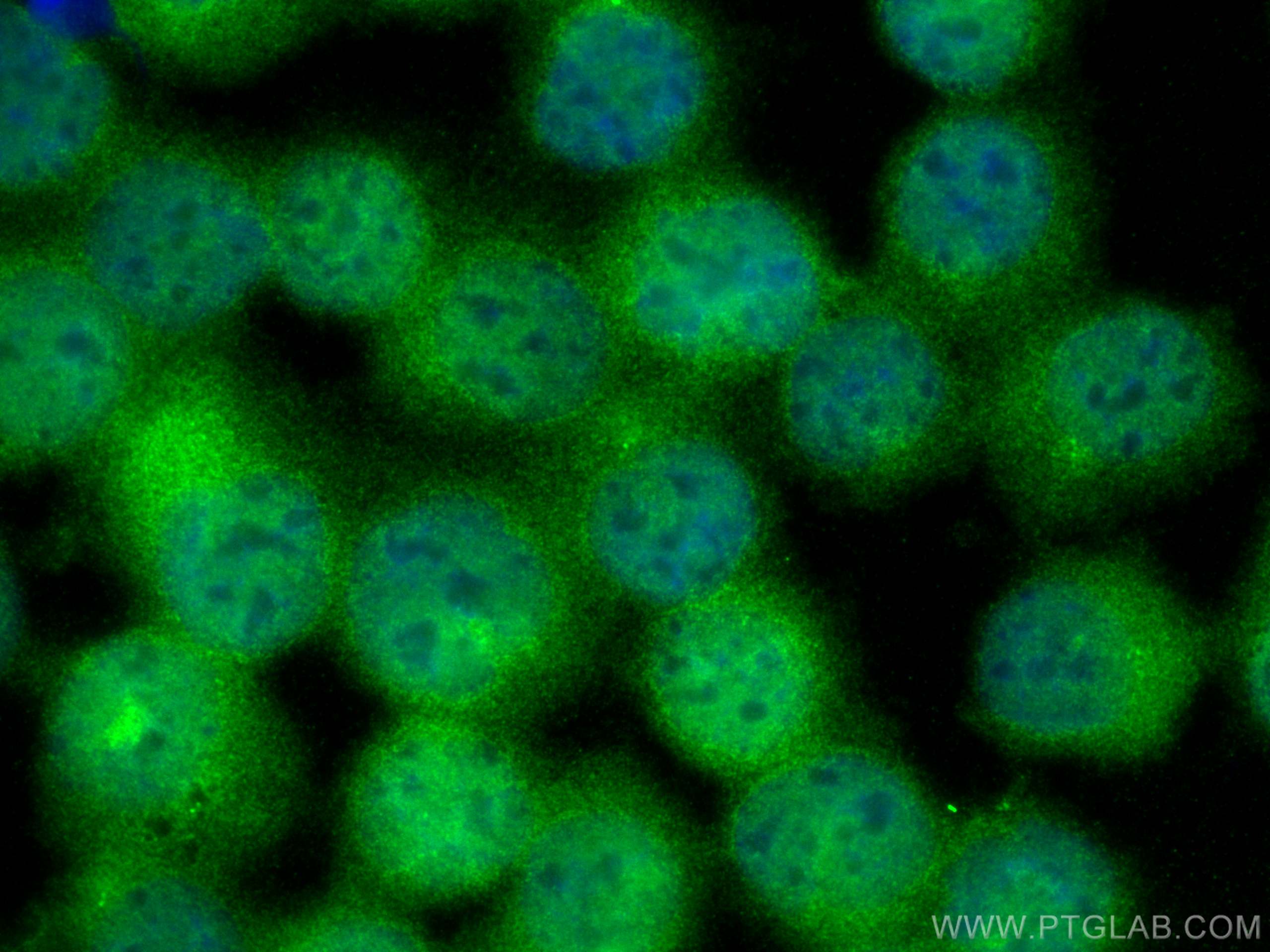 Immunofluorescence (IF) / fluorescent staining of K-562 cells using STAT5A/B Polyclonal antibody (12071-1-AP)