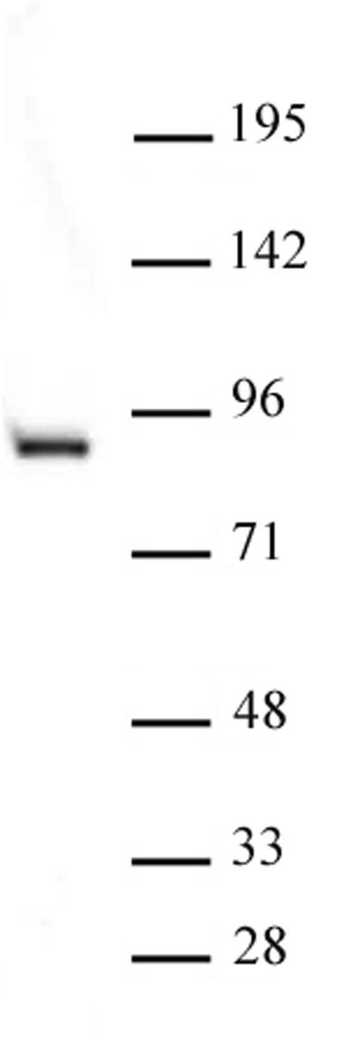 STAT5B antibody (pAb) tested by Western blot. STAT5B antibody detection by Western blot. The analysis was performed using K-562 cytosolic-cell extract (25 ug) and STAT5B antibody (pAb) at a 1 ug/ml dilution.