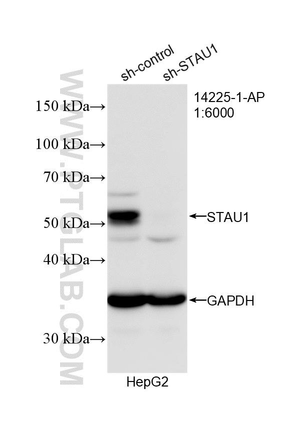 Western Blot (WB) analysis of HepG2 cells using STAU1 Polyclonal antibody (14225-1-AP)