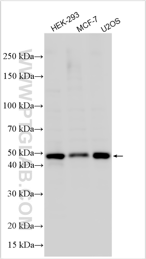 Western Blot (WB) analysis of various lysates using STEAP2 Recombinant antibody (83611-3-RR)