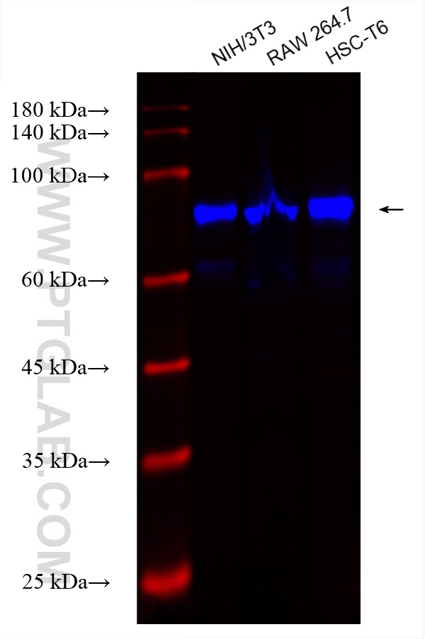 Western Blot (WB) analysis of various lysates using CoraLite® Plus 750-conjugated STIM1 Recombinant an (CL750-81156)