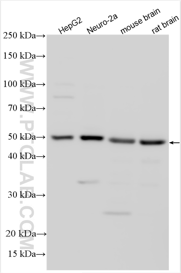 Western Blot (WB) analysis of various lysates using STK25 Polyclonal antibody (25821-1-AP)